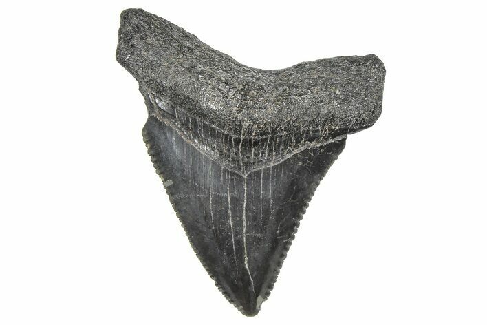 Serrated, Juvenile Megalodon Tooth - South Carolina #359032